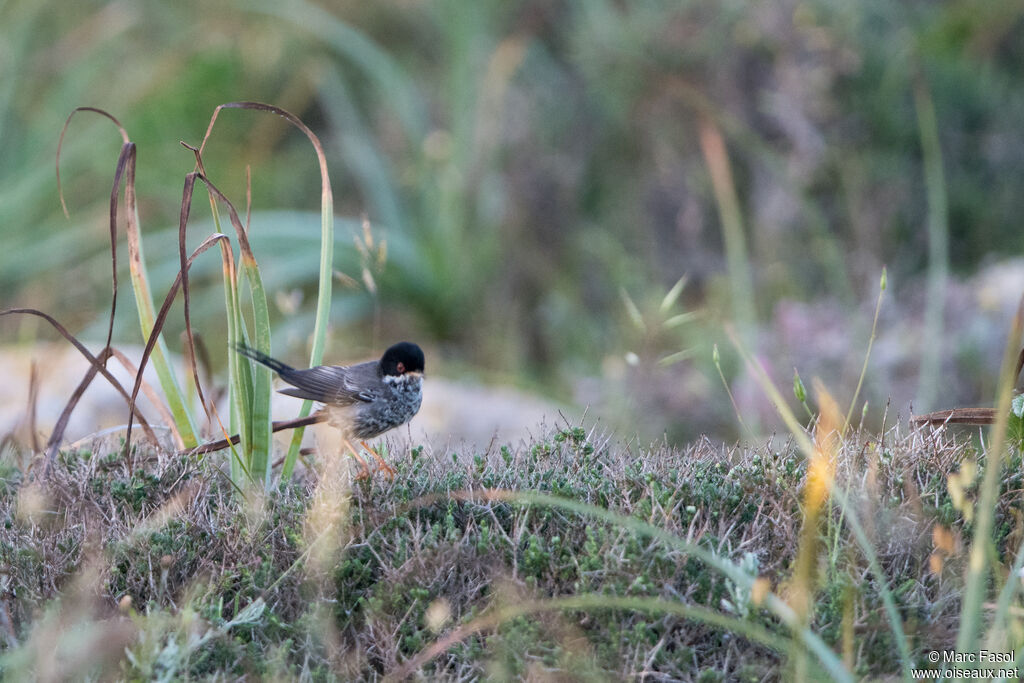 Fauvette de Chypre mâle adulte nuptial, identification, marche