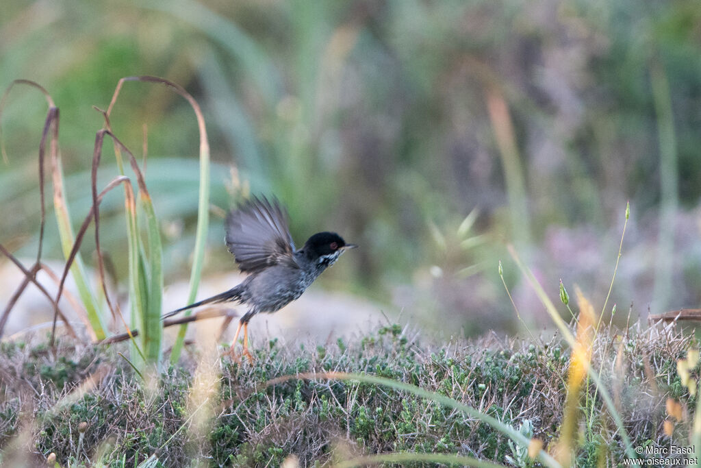 Fauvette de Chypre mâle adulte nuptial, Vol