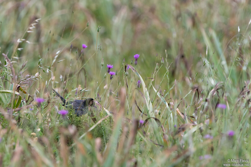 Fauvette de Chypre mâle adulte nuptial, identification, marche