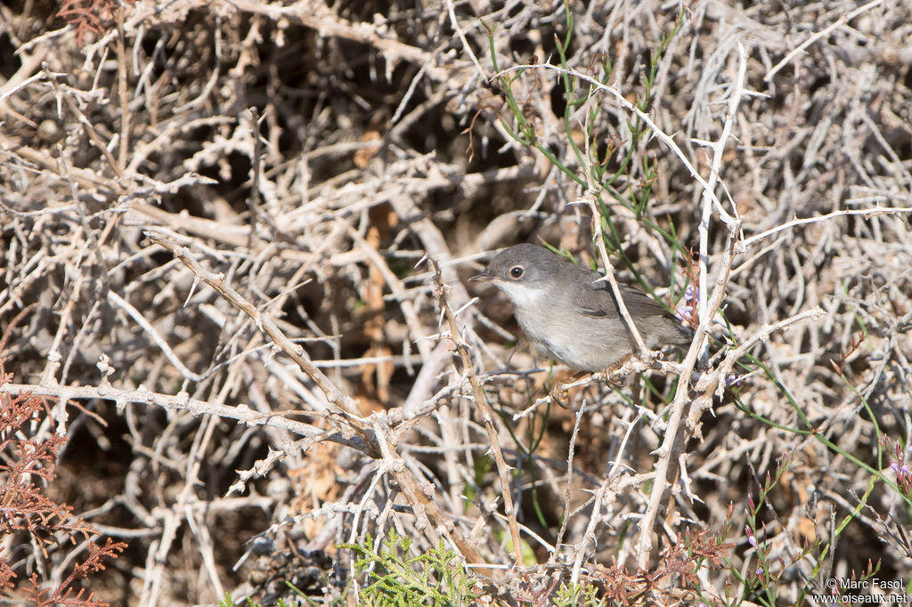 Fauvette de Ménétries femelle adulte, identification