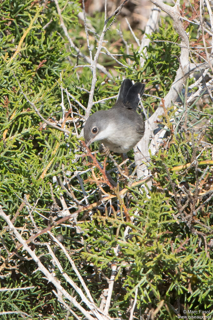 Fauvette de Ménétries