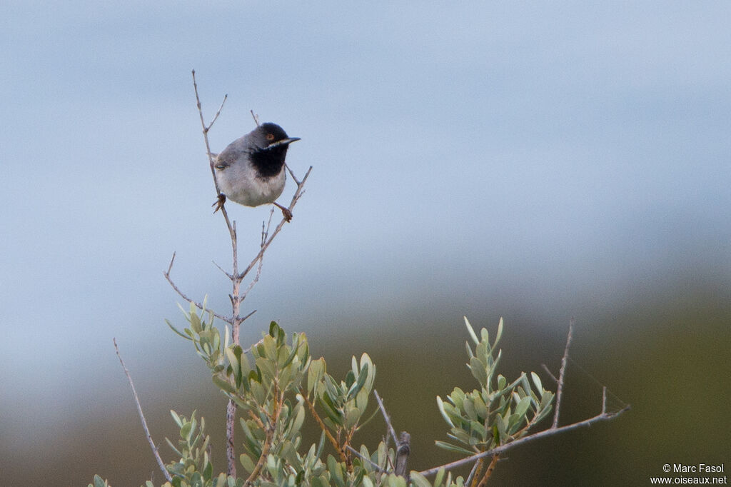 Fauvette de Rüppell mâle adulte, identification