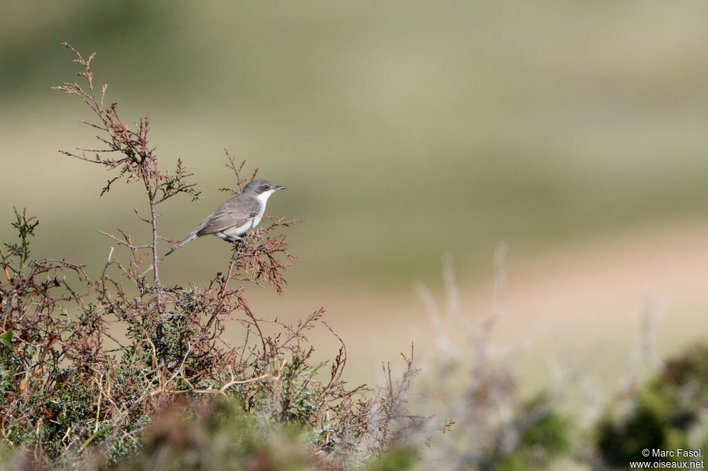 Fauvette de Rüppell femelle adulte, identification