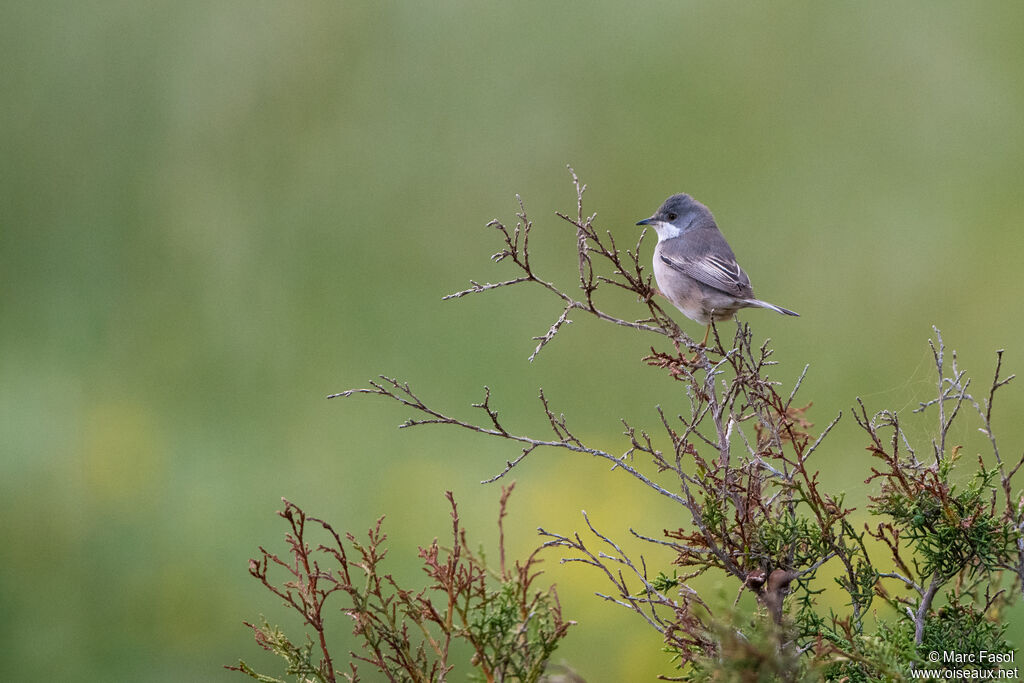 Fauvette de Rüppell femelle adulte, identification