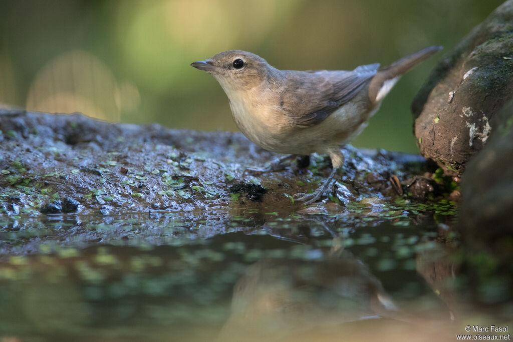 Fauvette des jardinsadulte, identification, boit
