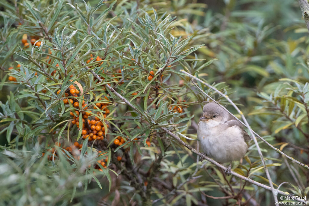 Fauvette épervière1ère année, identification, régime
