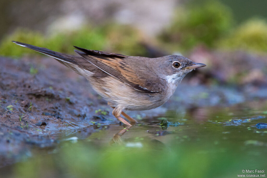 Common Whitethroatadult, drinks