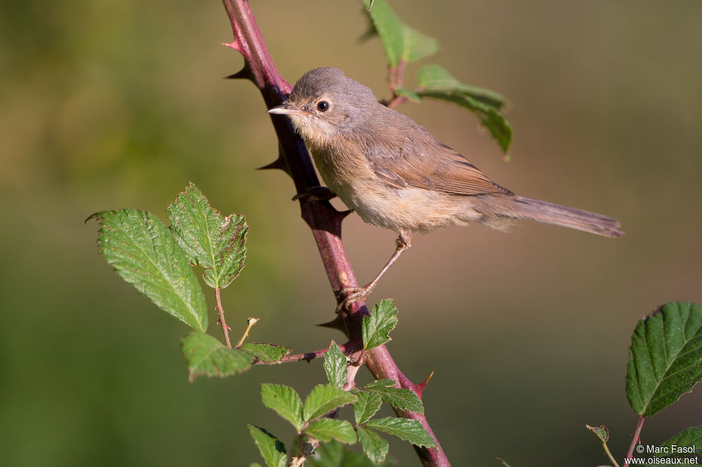 Fauvette passerinetteimmature
