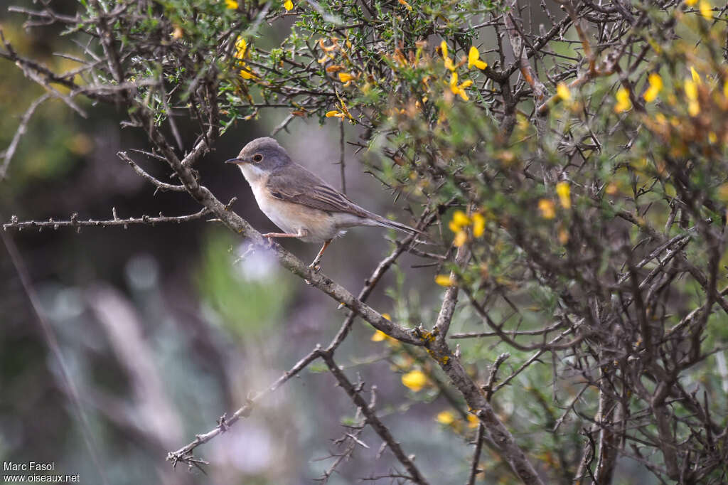 Fauvette passerinette femelle adulte nuptial, identification