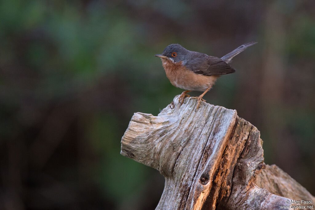 Fauvette passerinette mâle adulte, identification