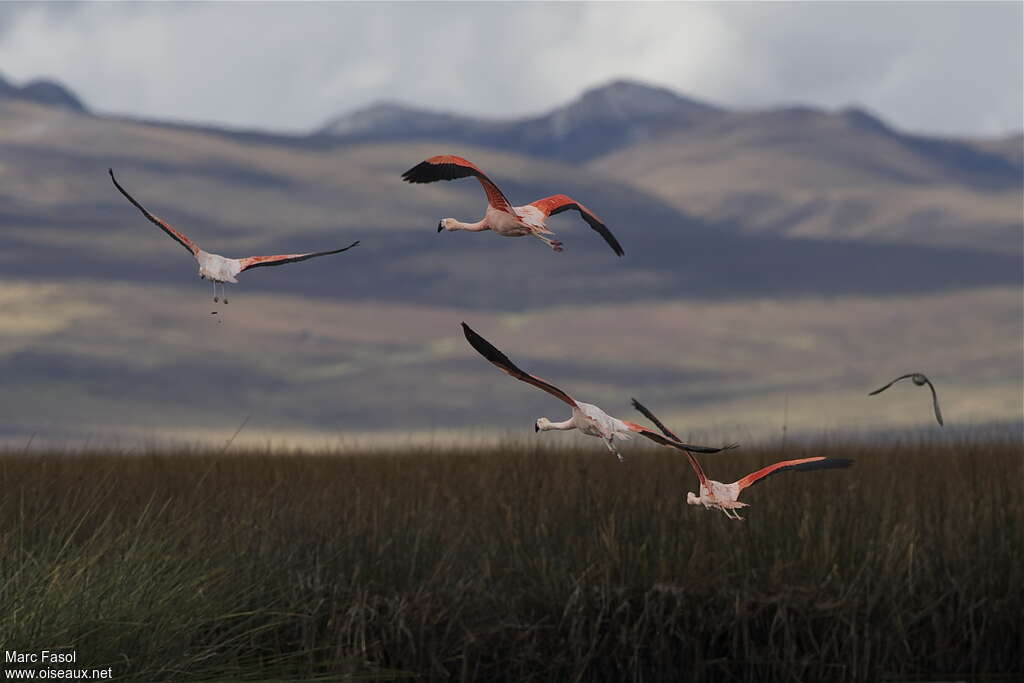 Flamant du Chiliadulte, habitat, Vol