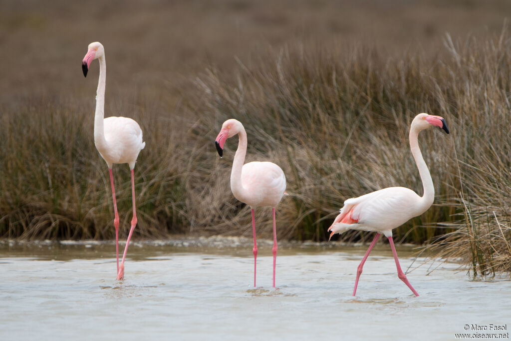 Flamant rose