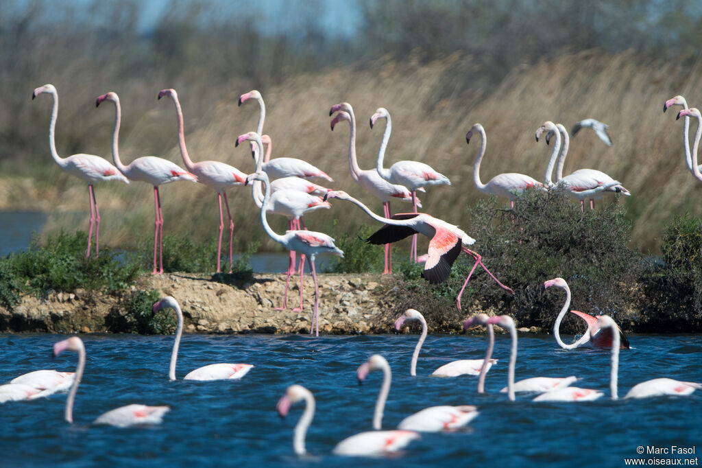Flamant rose, nage