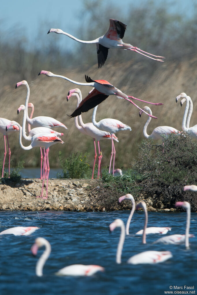 Flamant rose, Vol, nage, marche