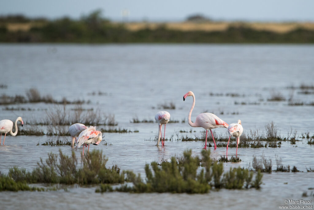 Flamant rose