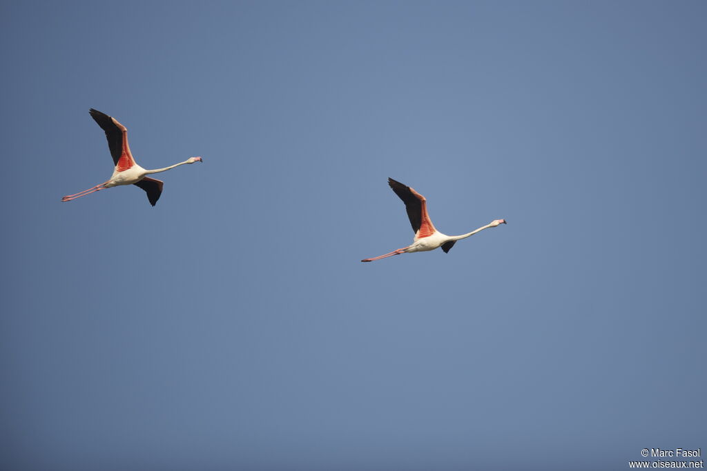 Flamant rose adulte nuptial, Vol