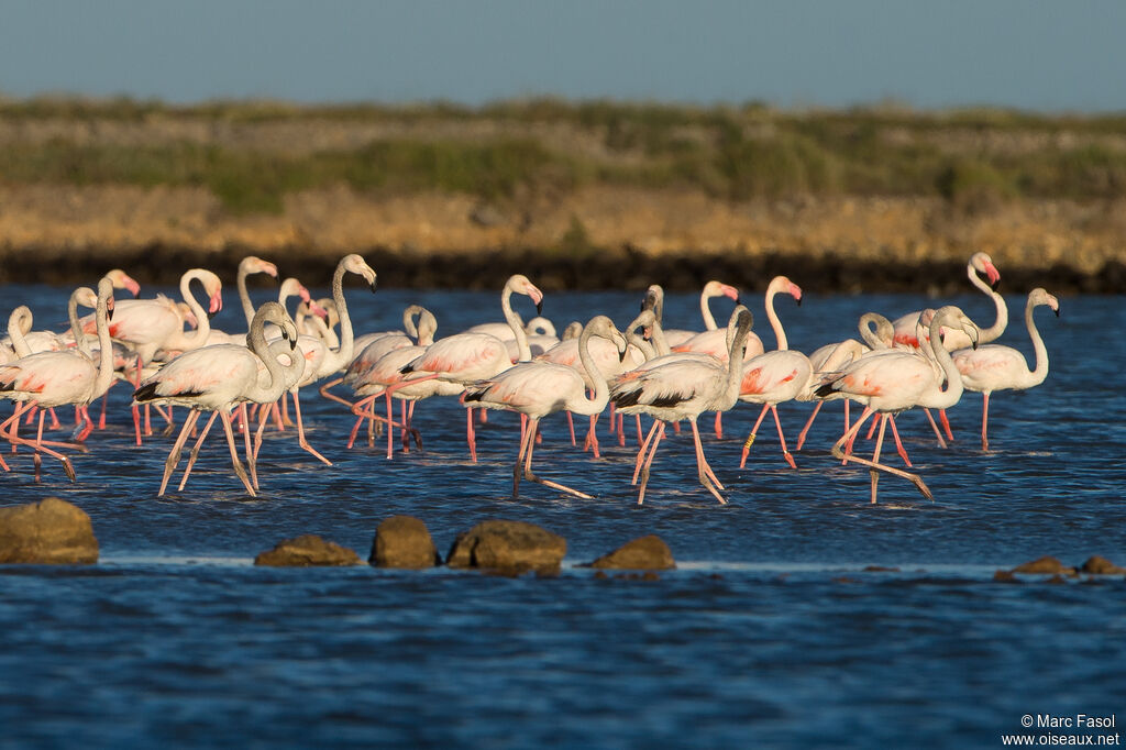 Flamant rose, marche