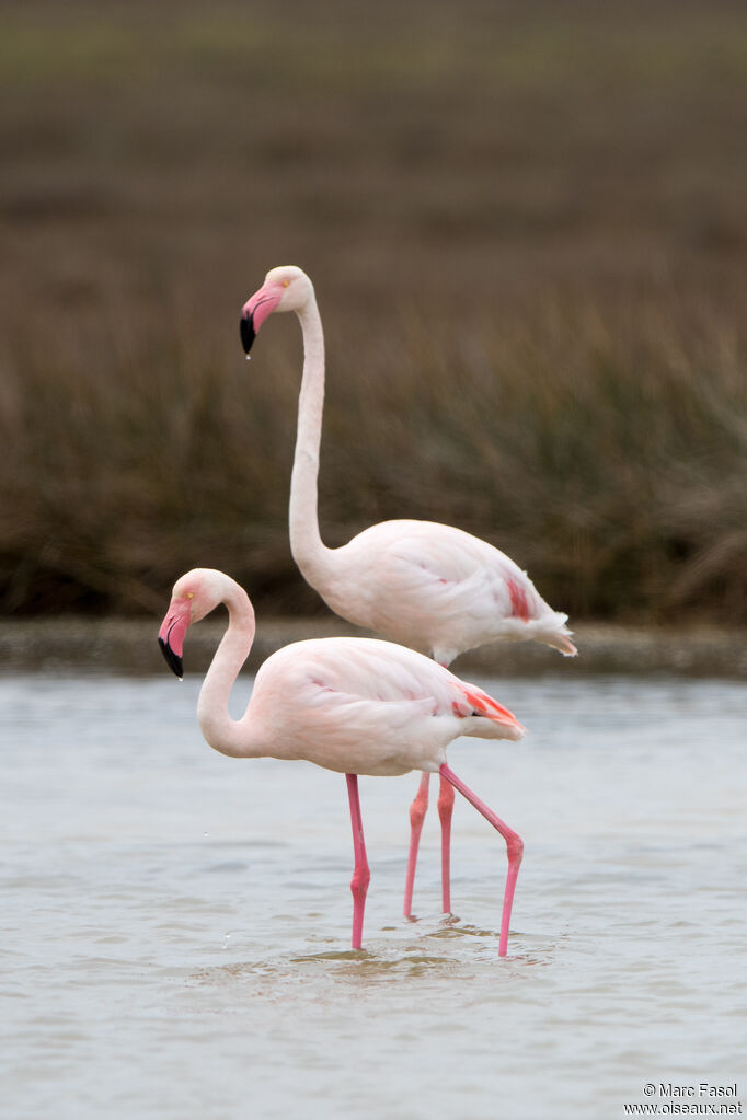 Flamant roseadulte nuptial, pigmentation