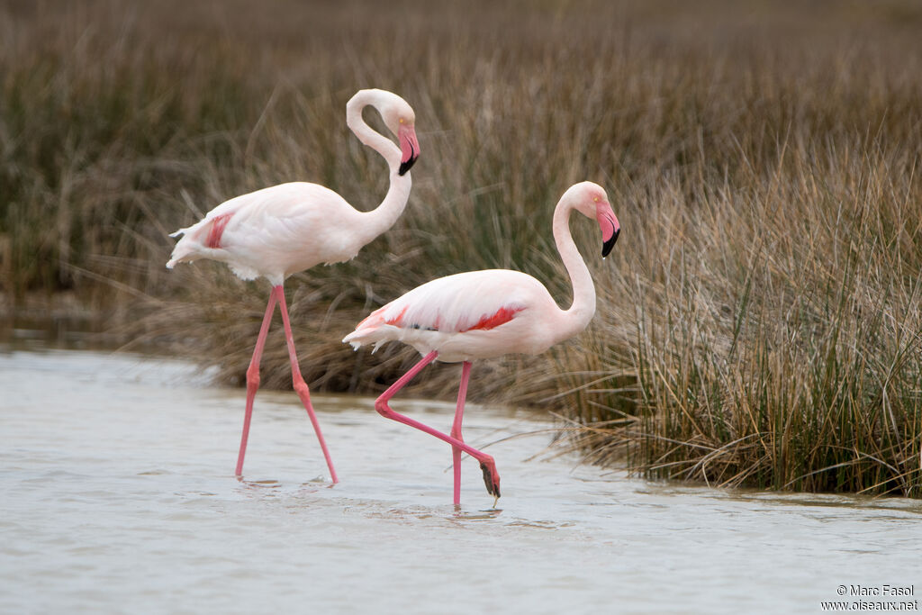 Flamant roseadulte nuptial, marche