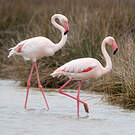 Flamant rose