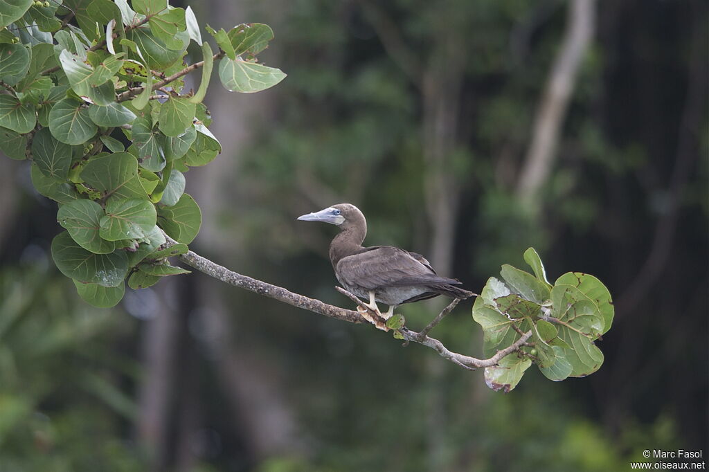 Fou brunimmature, identification