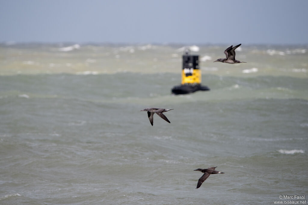 Fou de Bassanjuvénile, Vol