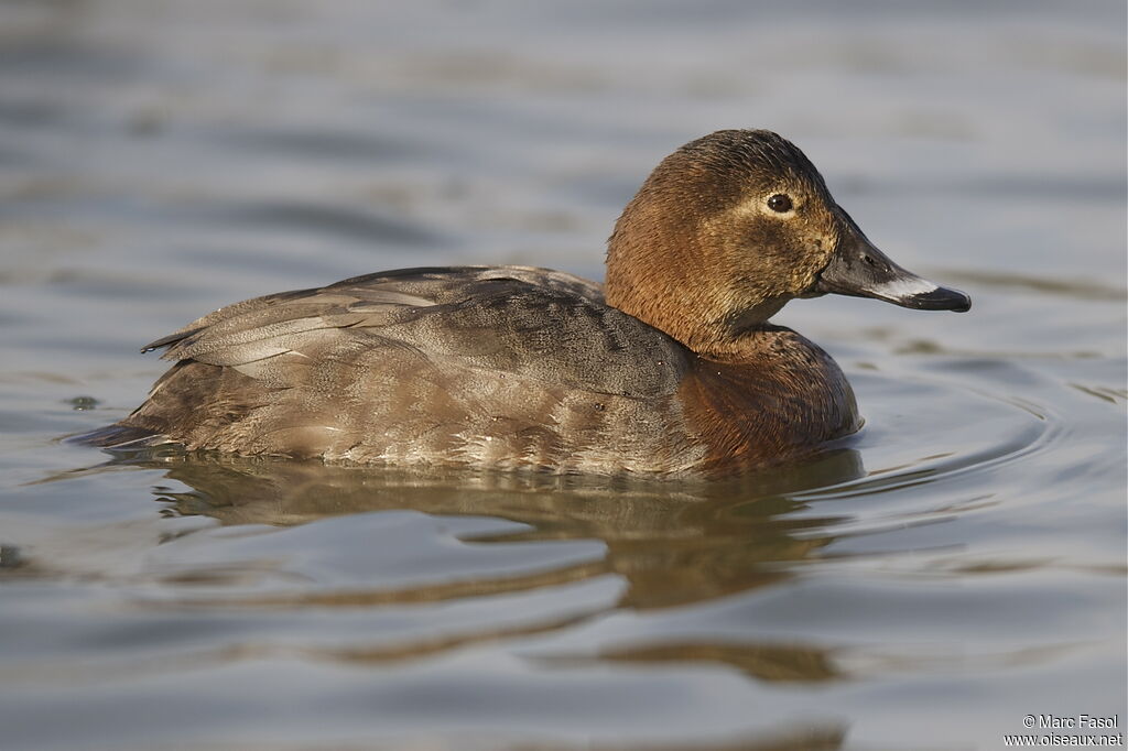 Common Pochard female adult breeding, identification