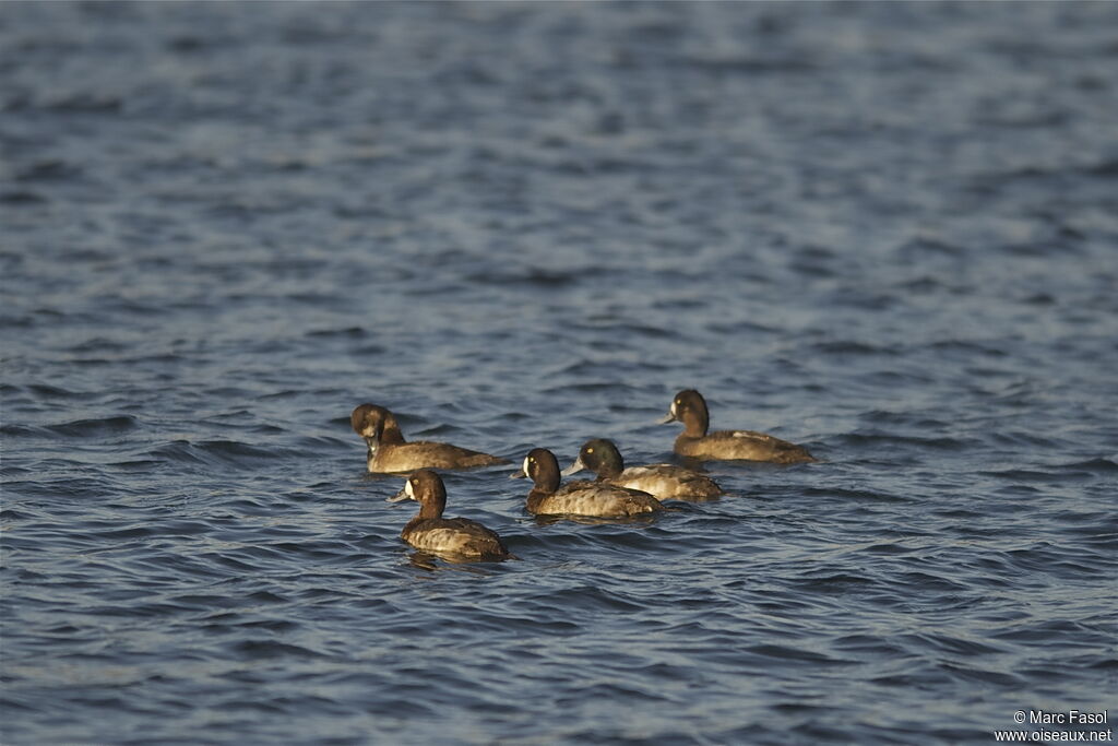Greater Scaup, identification