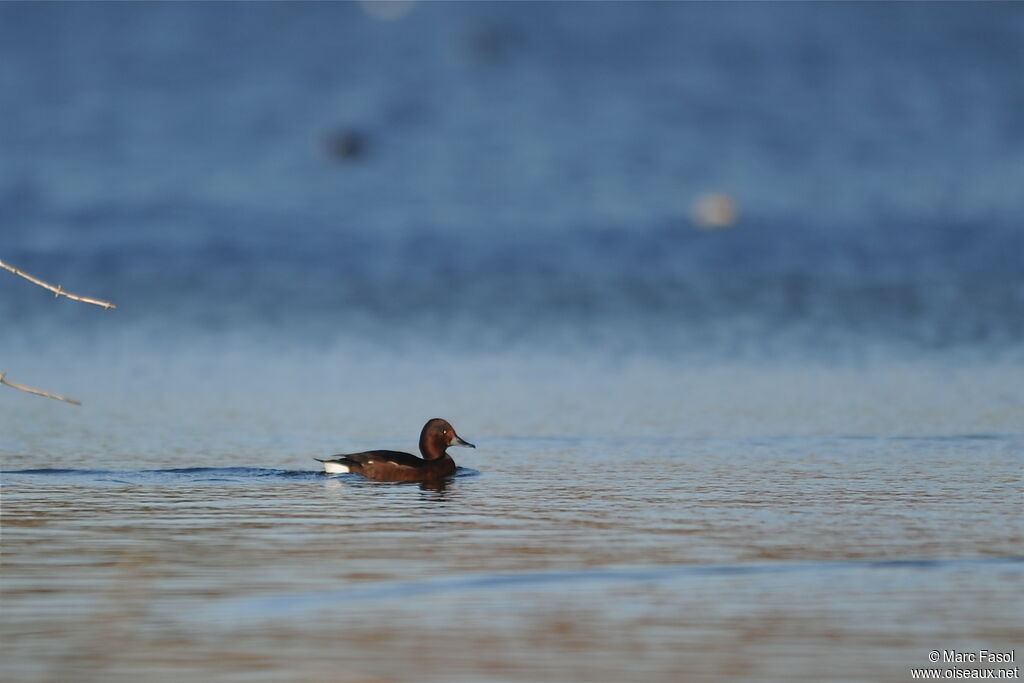 Ferruginous Duckadult post breeding, identification
