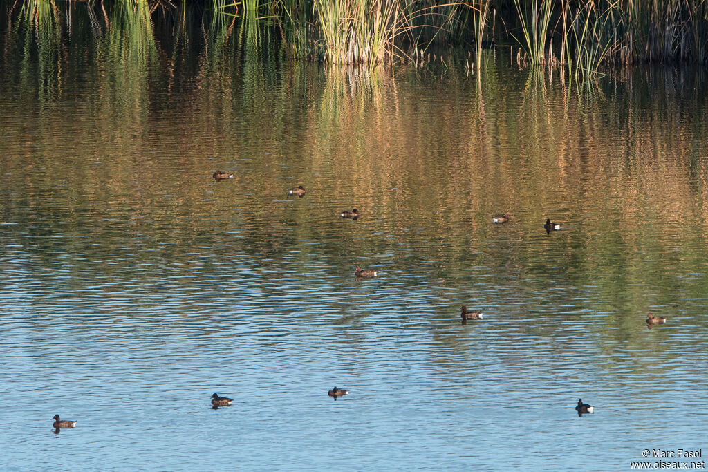 Ferruginous Duck