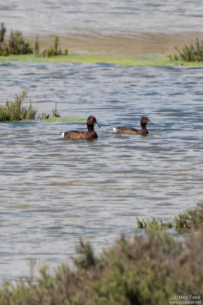 Fuligule nyrocaadulte nuptial, nage