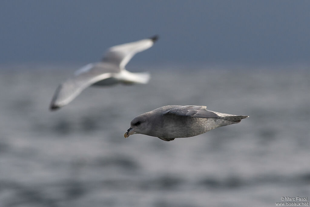 Fulmar boréaladulte, Vol
