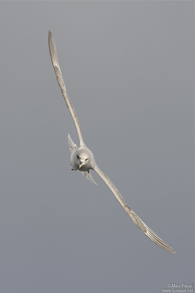 Fulmar boréaladulte, Vol
