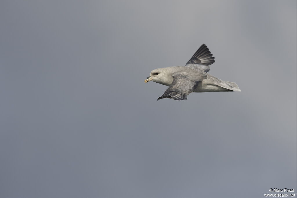 Fulmar boréaladulte, Vol