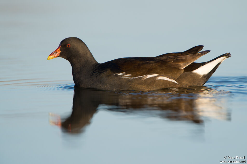 Gallinule poule-d'eauadulte, identification, nage