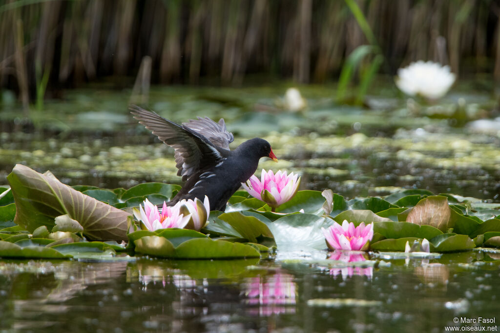Gallinule poule-d'eauadulte nuptial, habitat