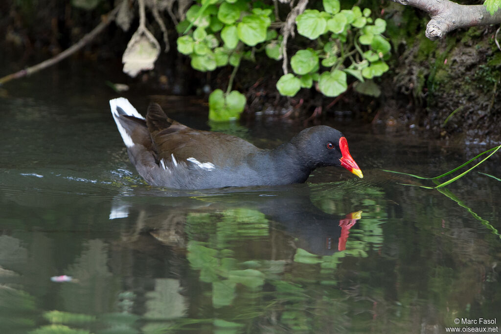 Gallinule poule-d'eauadulte nuptial, identification
