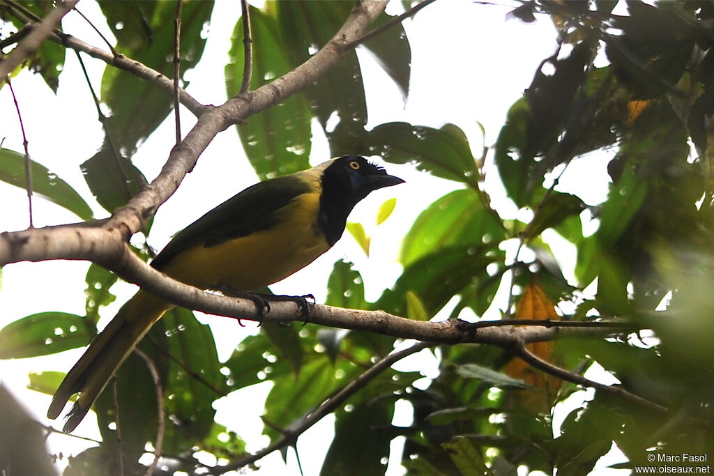 Green Jayadult, identification