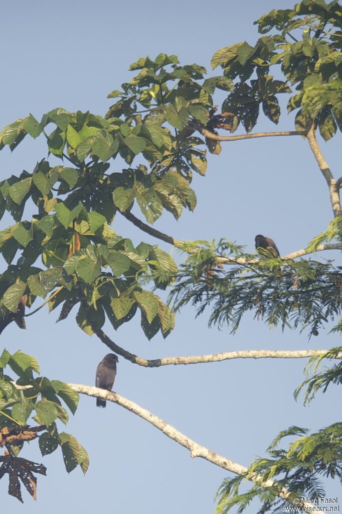 Purplish Jayadult, identification