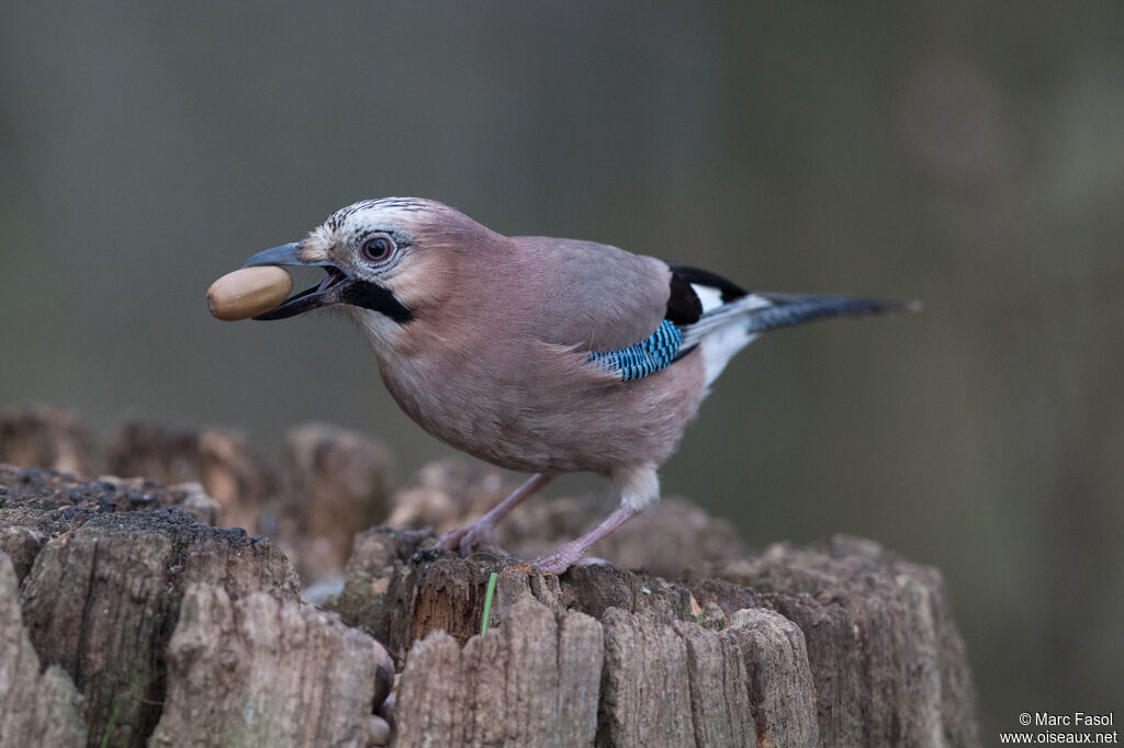 Geai des chênesadulte, identification, régime