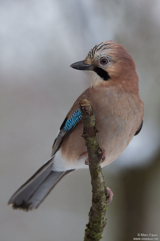 Geai des chênesadulte, identification