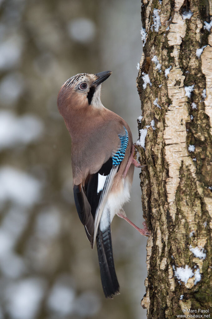 Geai des chênesadulte, identification