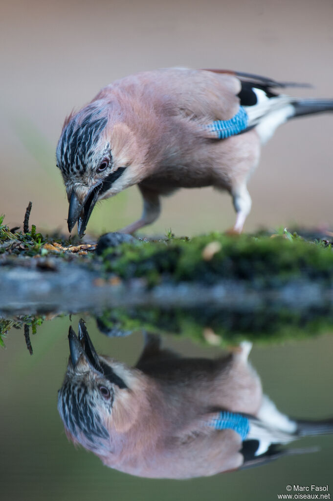 Geai des chênesadulte, identification, mange