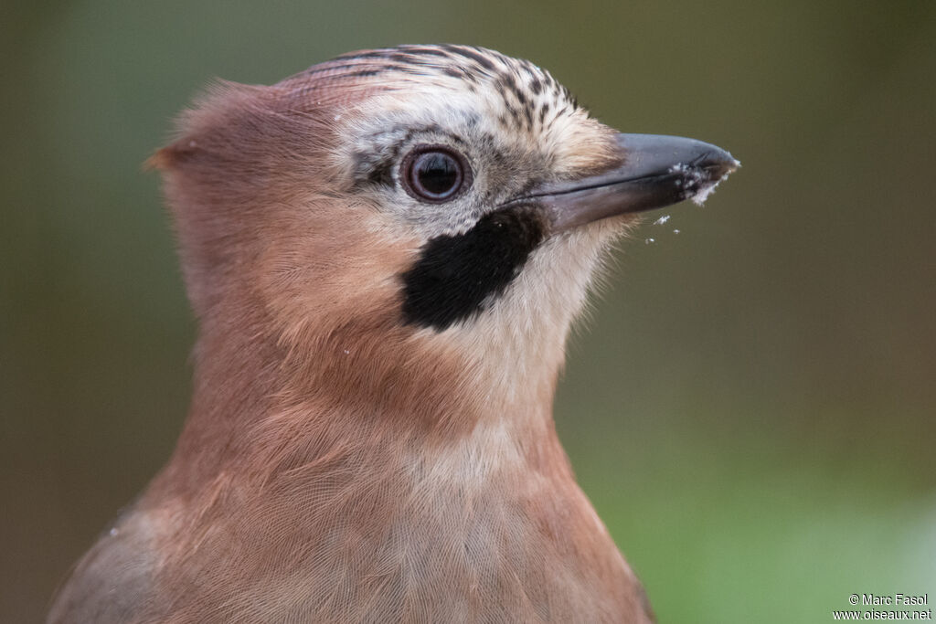 Geai des chênesadulte, portrait