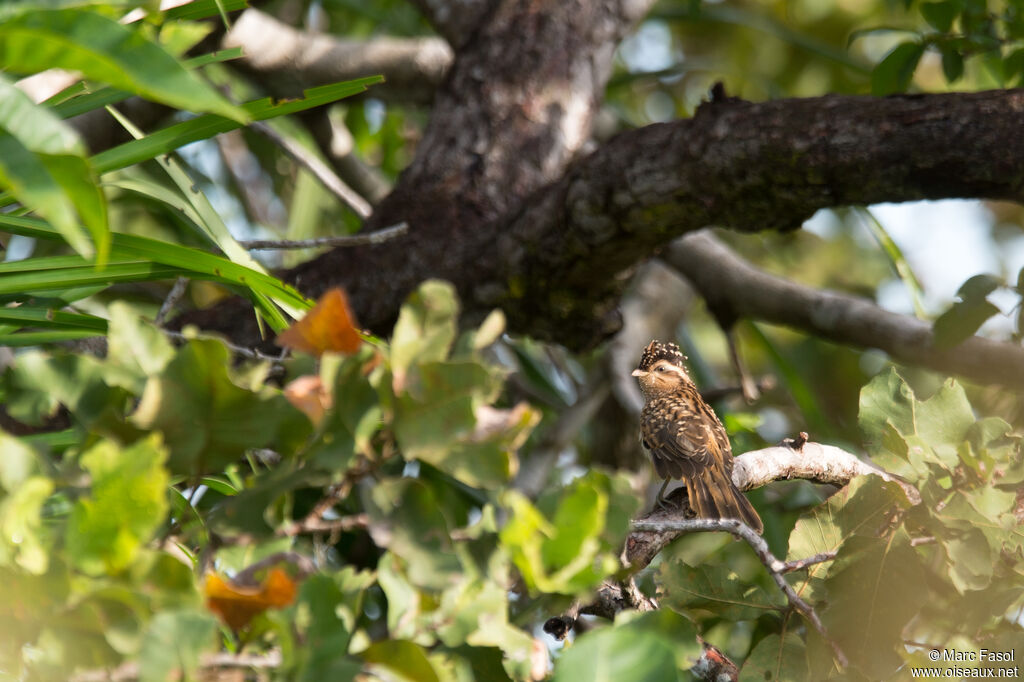 Striped Cuckoojuvenile, identification