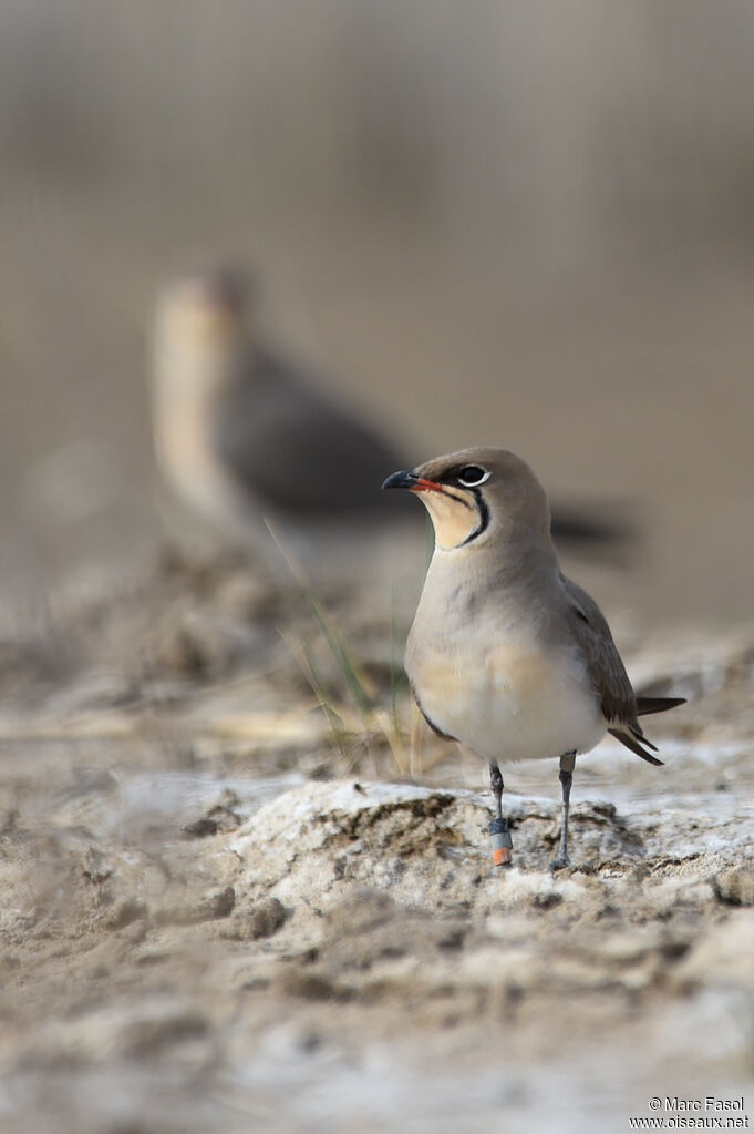 Collared Pratincoleadult breeding, identification