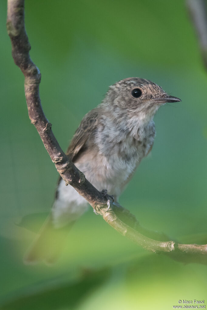 Spotted Flycatcher