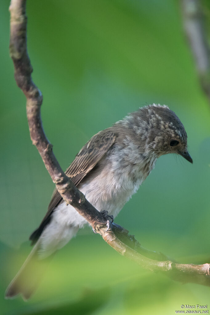 Spotted Flycatcher
