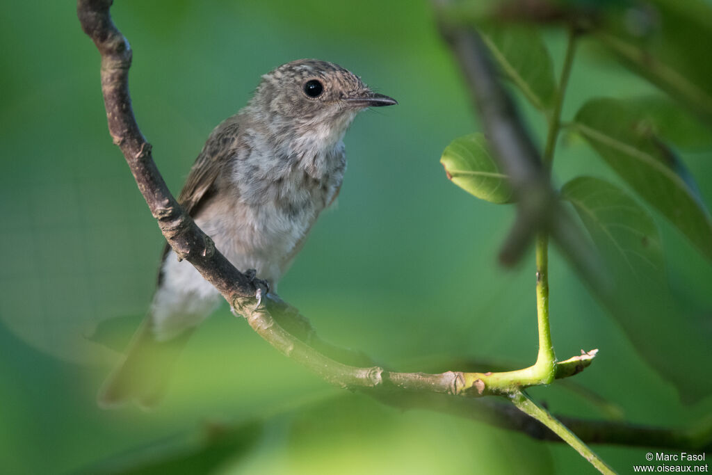 Spotted Flycatcher