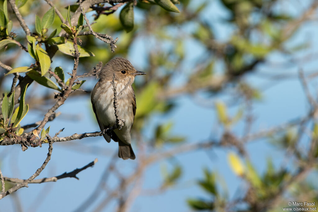Spotted Flycatcheradult, identification